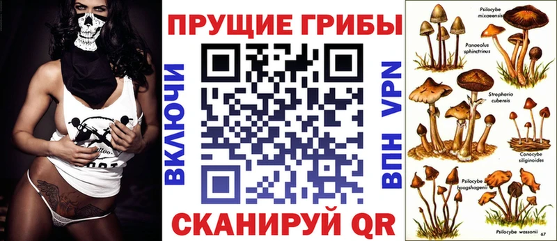 где найти наркотики  Сурск  Галлюциногенные грибы Psilocybine cubensis 